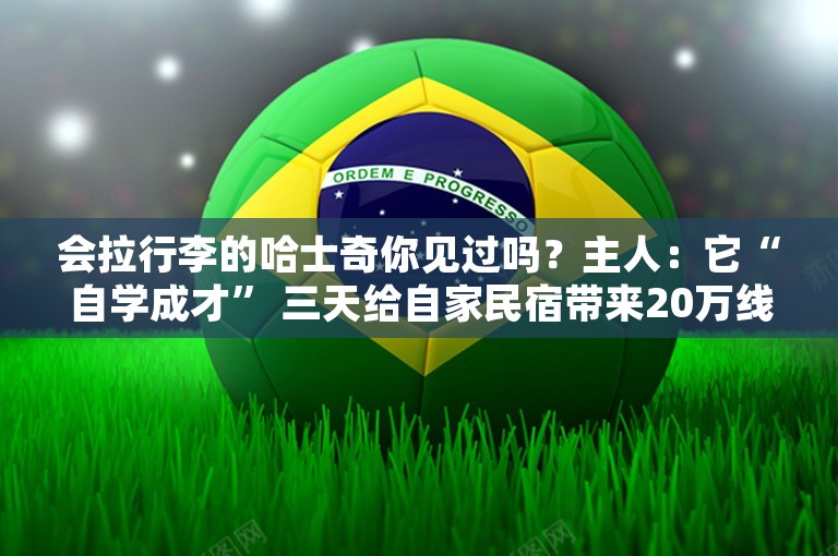 会拉行李的哈士奇你见过吗？主人：它“自学成才” 三天给自家民宿带来20万线上营业额